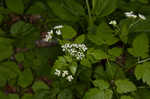 Sweet cicely <BR>Anise-root <BR>longstyle sweetroot